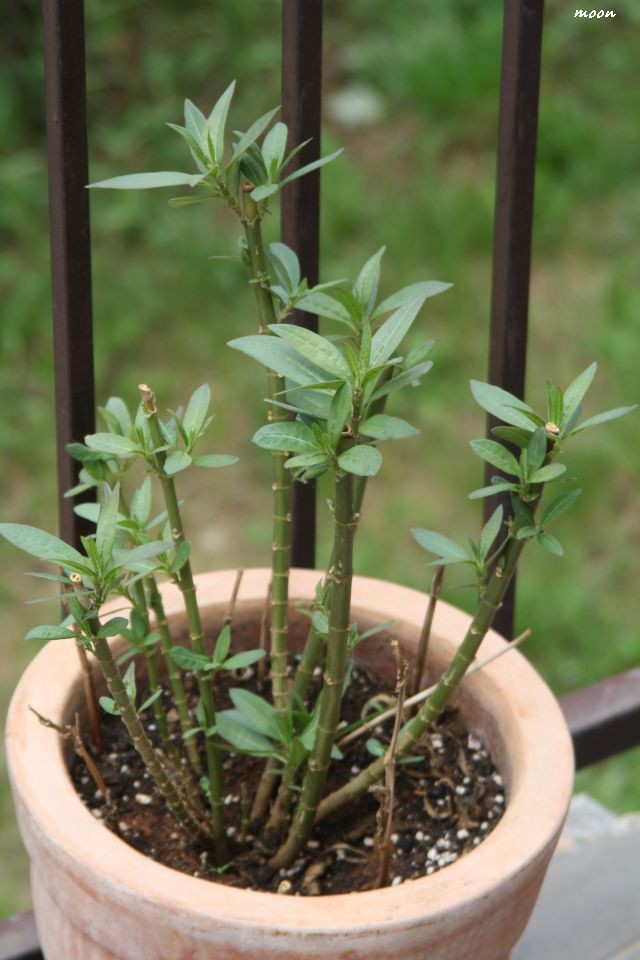 grčki oleander